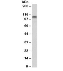 PSD95 Antibody