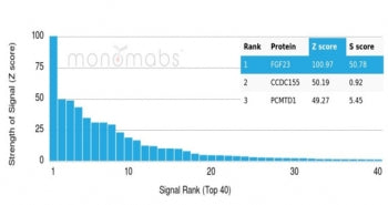 FGF-23 Antibody / Fibroblast Growth Factor 23