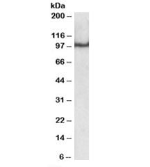 OCT1 Antibody (POU2F1)