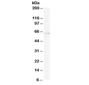 ARIH1 Antibody