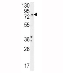 DBH Antibody