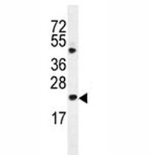 Bax Antibody