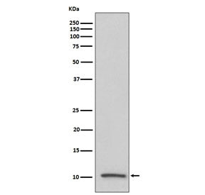 IGF2 Antibody