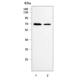 Western blot testing of human 1) HeLa and 2) K562 cell lysate with Ribophorin 1 antibody. Predicted 