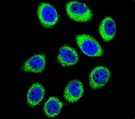 Confocal immunofluorescent analysis of GCLC antibody with U-251MG cells followed by Alexa Fluor 488-