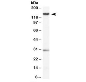 SUPT16H Antibody