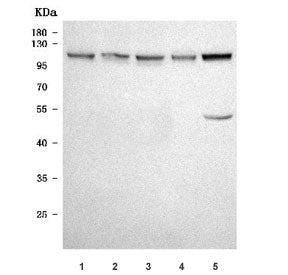 TRPC7 Antibody / Short transient receptor potential channel 7