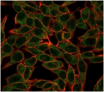 Immunofluorescent staining of human MCF-7 cells using Bcl6 antibody (green, clone PCRP-BCL6-1E2) and