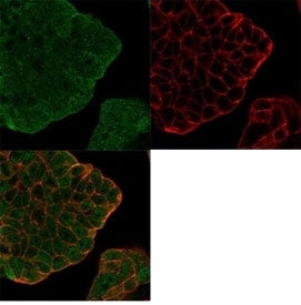Immunofluorescent staining of PFA-fixed human MCF-7 cells using Bcl-W antibody (green, clone PCRP-BC