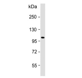 ATP1A2 Antibody