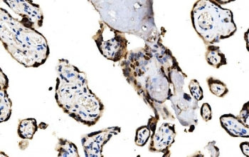 IHC staining of FFPE human placental tissue with MAFF antibody. HIER: boil tissue sections in pH8 ED