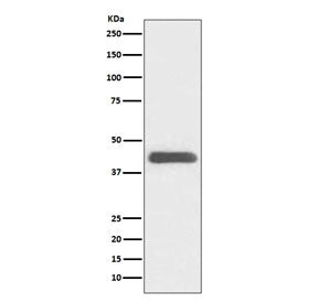 GATA1 Antibody