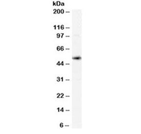XCT Antibody