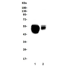 SLC10A1 Antibody / NTCP