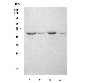 SEPT12 Antibody / Septin-12
