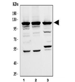 EIF3B Antibody