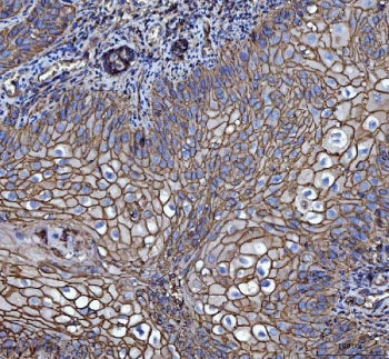 CD147 / Emmprin / Basigin Antibody