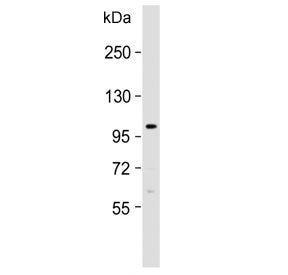 FGFR4 Antibody