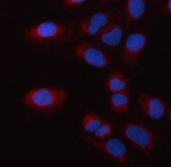 Immunofluorescent staining of FFPE human U-2 OS cells with MSS1 antibody (red) and DAPI nuclear stai