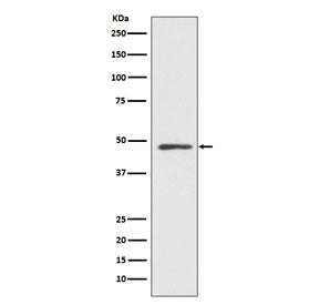 MEK7 Antibody / MAP2K7 / MKK7
