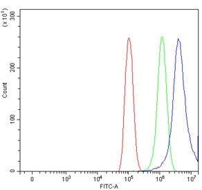 WNT10B Antibody
