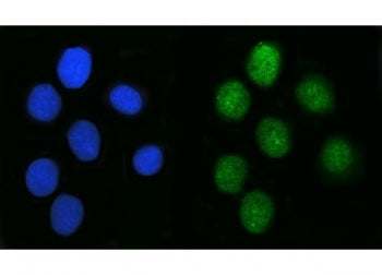 Immunofluorescent staining of FFPE human U-2 OS cells with SAGE1 antibody (green) and DAPI nuclear s