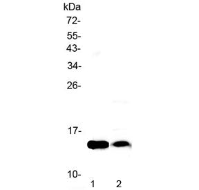Western blot testing of 1) rat heart and 2) mouse heart lysate with Fabp4 antibody at 0.5ug/ml. Pred
