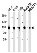 Western blot analysis of lysate from A431, A549, HeLa, SK-N-MC, mouse NIH3T3 cell line using HSP90 a