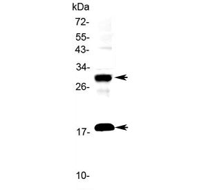 IL-17F Antibody