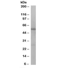 DBNL Antibody