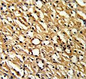 DDAH1 Antibody
