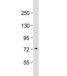 CTCFL Antibody / BORIS