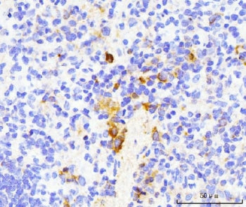 Cd40l Antibody / Trap / Cd154