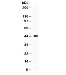 Cdc37 Antibody