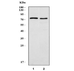 LPP Antibody