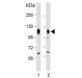 EphA4 Antibody