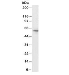 Western blot testing of human umbilical cord lysate with biotinylated ACVR1 antibody at 0.1ug/ml. Pr