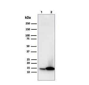 Galectin 1 Antibody / LGALS1