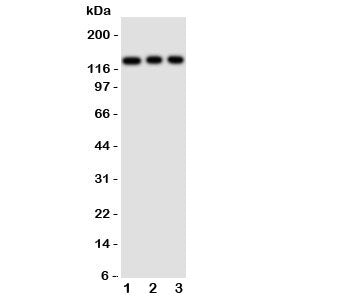 TLR10 Antibody