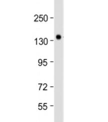 NRCAM Antibody / Neuronal cell adhesion molecule