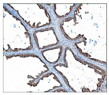 AS160 Antibody / TBC1D4