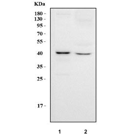 MAPK13 Antibody / SAPK4