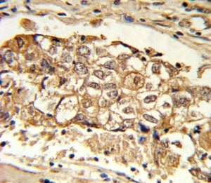 MCL1 Antibody