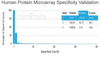 Analysis of HuProt(TM) microarray containing more than 19,000 full-length human proteins using ZHX3 