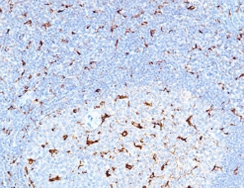 CD68 Antibody