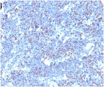 IHC staining of FFPE human thymus with Geminin antibody (clone GMNN/4033). HIER: boil tissue section