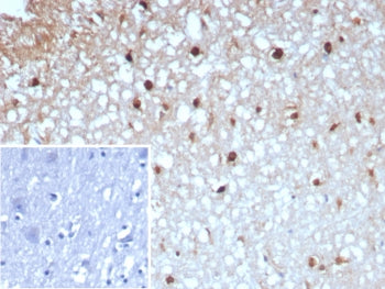 Glutamine Synthetase Antibody / GLUL
