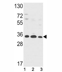 Annexin V Antibody