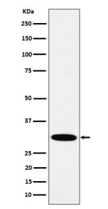 Western blot analysis of HMGCL expression in human A431 cell lysate using HMGCL antibody. Predicted 