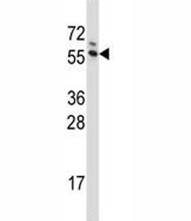 G3BP1 Antibody